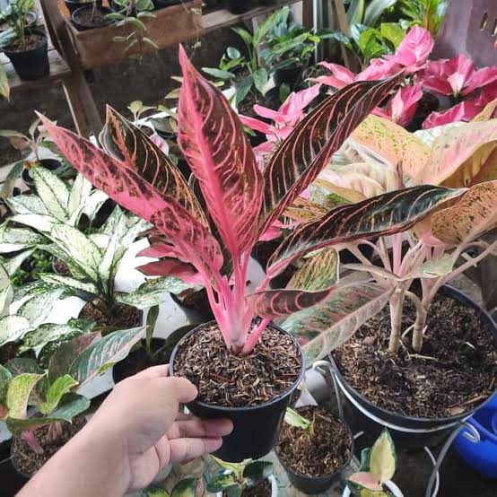 Aglonema red Sumatra - aglaonema red sumatra