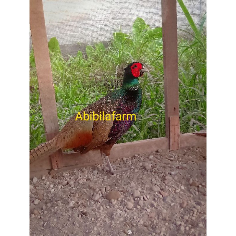 TELUR AYAM HIAS RINGNECK