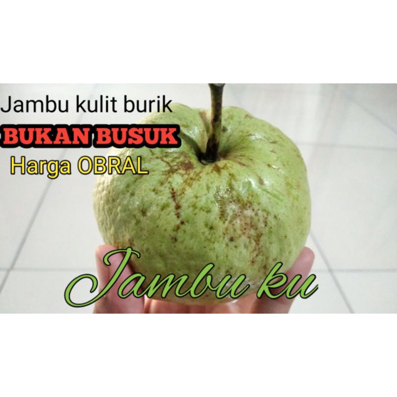 

JAMBU KRISTAL KULIT BERCORAK(BURIK) ❌TIDAK BUSUK