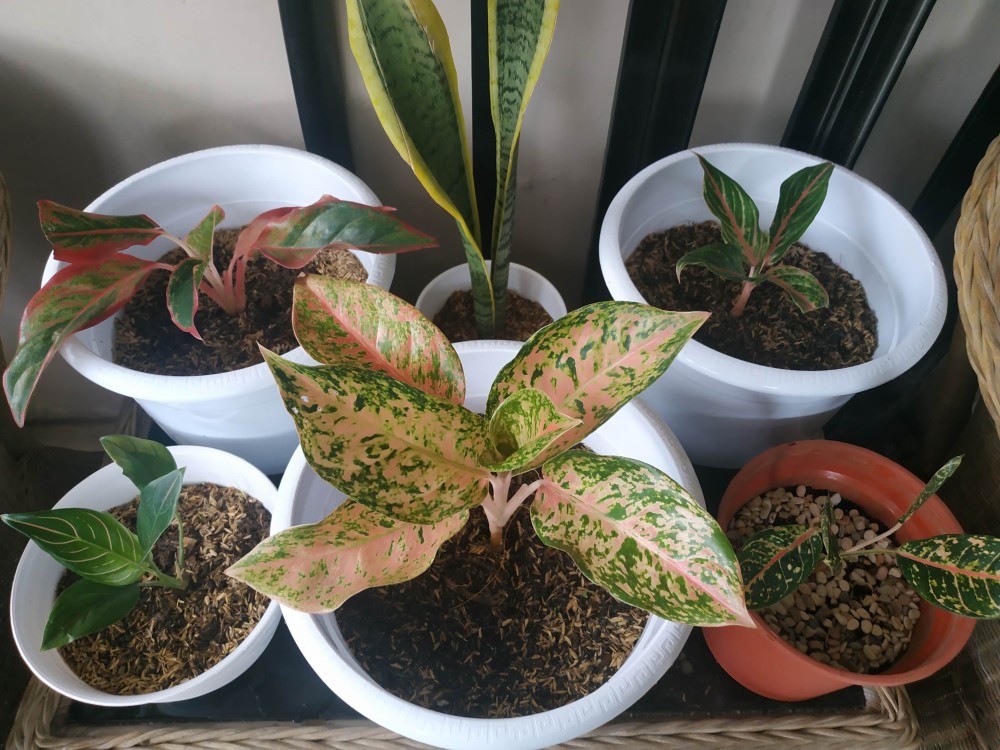 Jual  Tanaman Hias Aglonema Rotudum  _