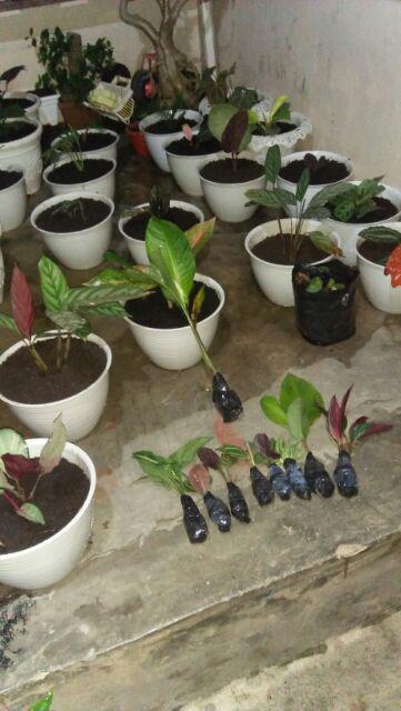 Tanaman Hias Kacapiring