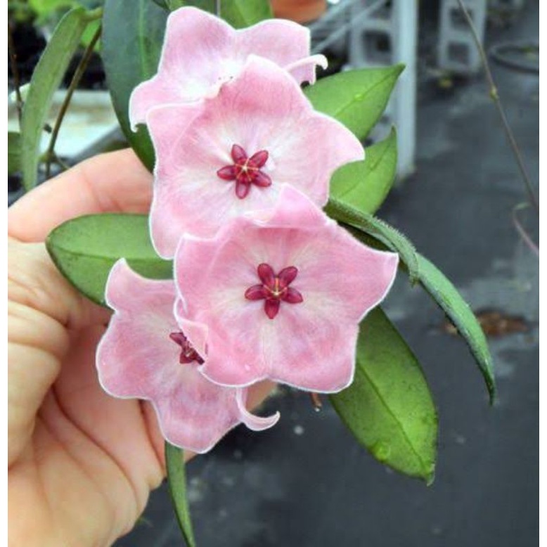 Hoya Patella sp Papua rawatan bunga pink