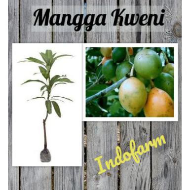 Tanaman Bibit Buah Mangga Kweni