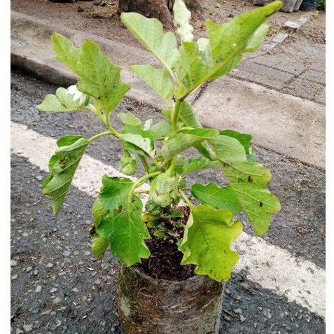 Pohon Terong Bulat Hijau, Tanaman Terong Bulat Hijau, Terong Bulat Hijau, Lalap Terong