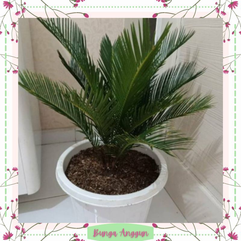 Tanaman Hias Bibit Bunga Kembang Palem Sikas Hidup Asli Dekorasi Taman Bergaransi