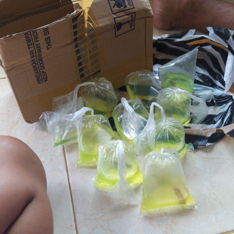 cupang nemo dan multicolor