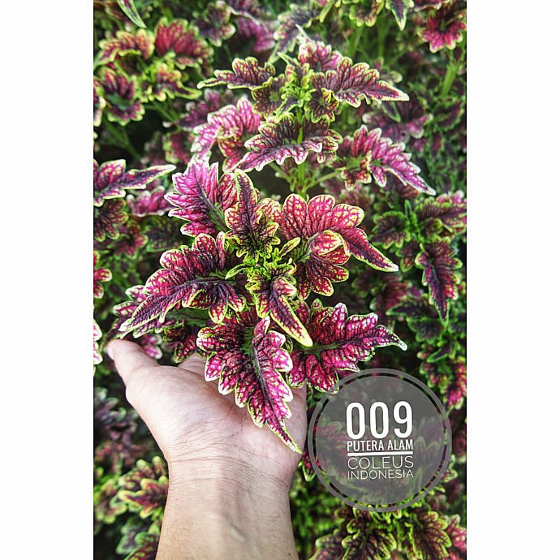 Miana id Srikandi/Miana premium/Miana cantik/