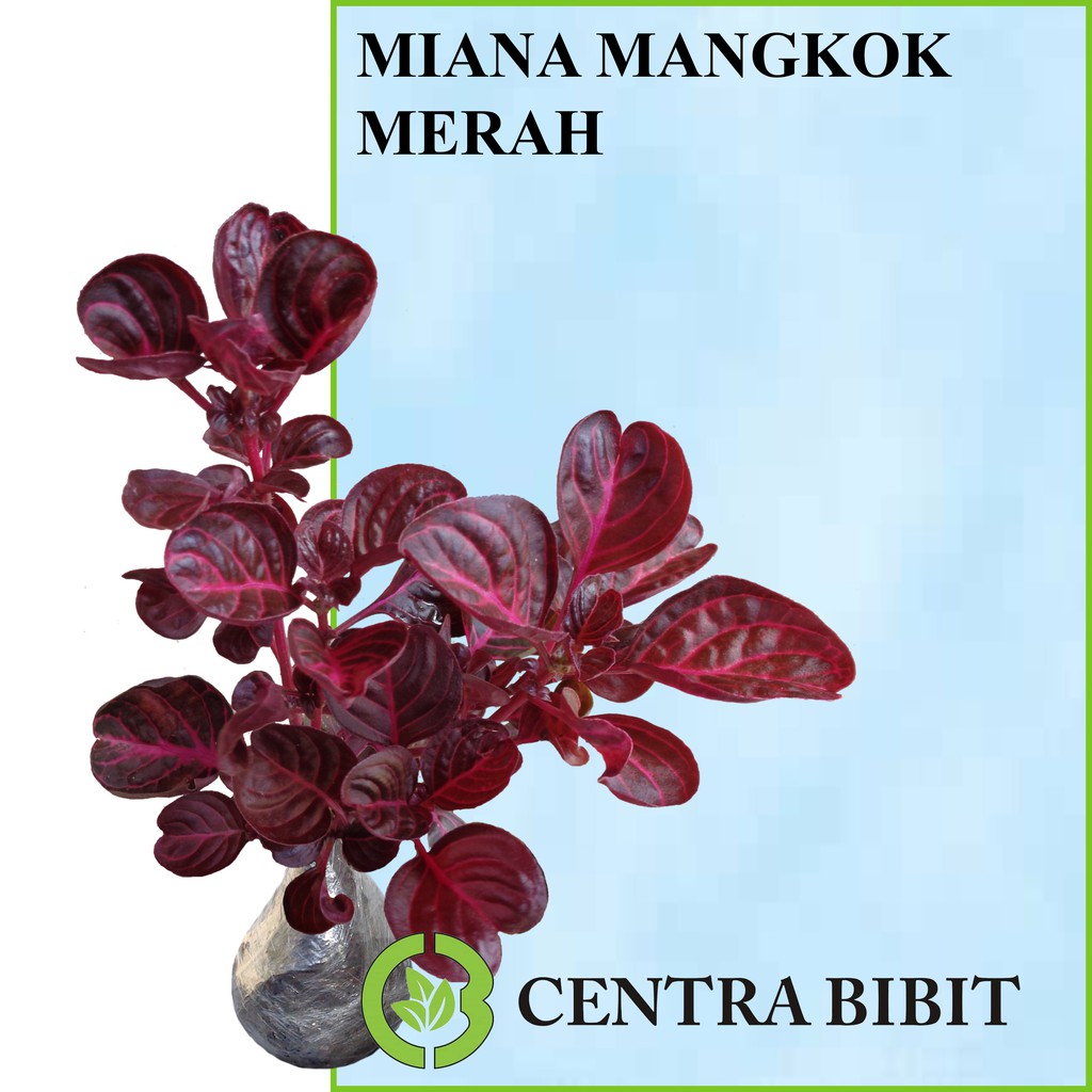Tanaman Daun Miana Mangkok Merah