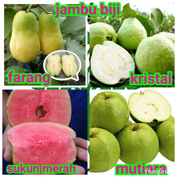 bibit buah jambu biji 1 paket farang. kristal. sukun merah. mutiara