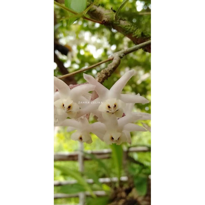 Hoya sp buntok new sp