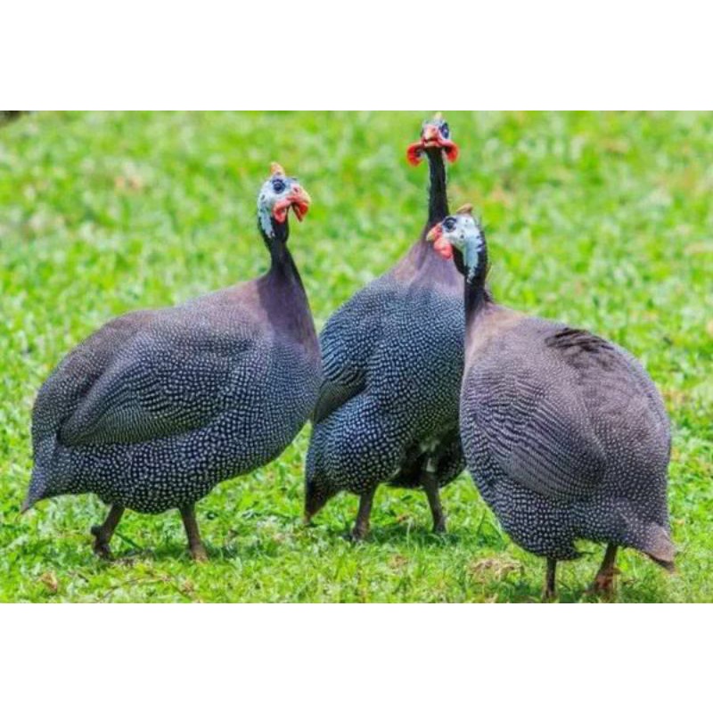 Ayam mutiara indukan