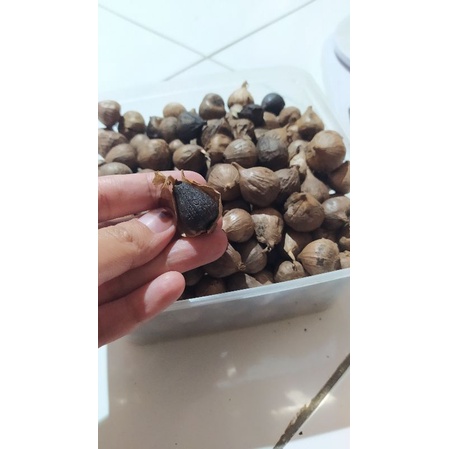 

bawang hitam tunggal