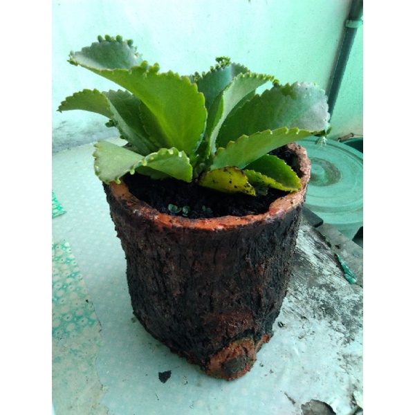 Cocor bebek tanaman cocor bebek