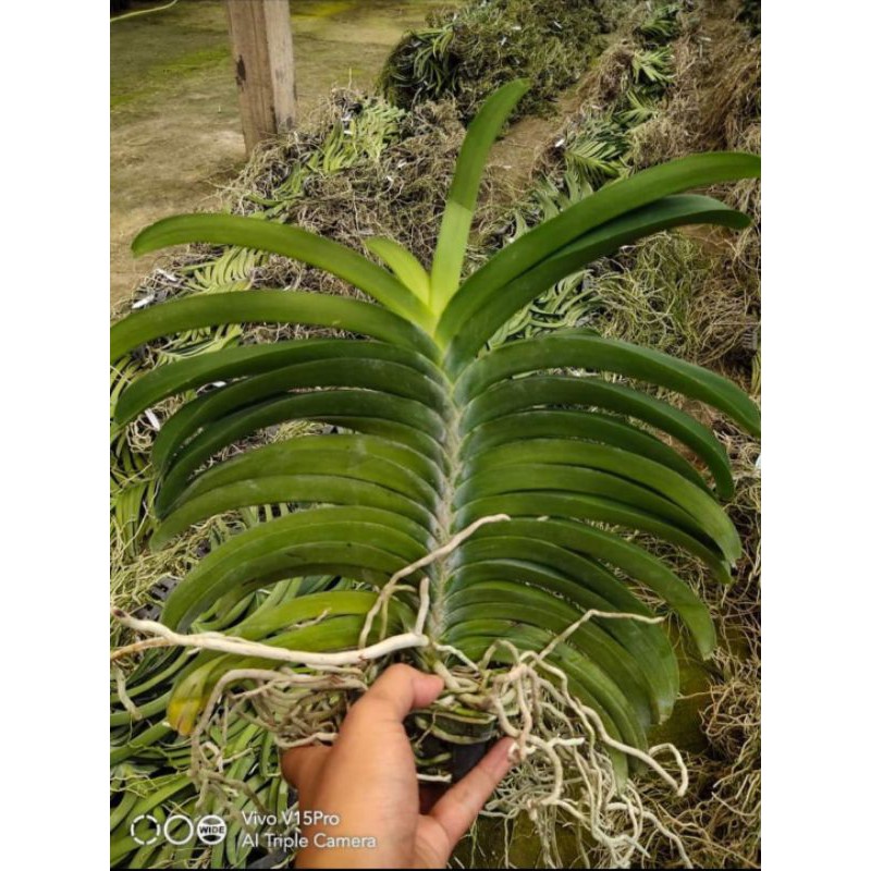 Anggrek Dewasa vanda hybrid thailand bunga jumbo siap bunga produk impor murah bisa COD