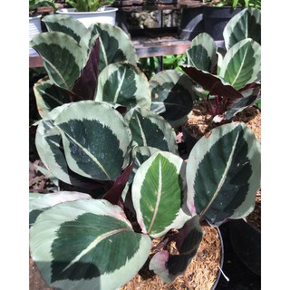 Calathea Cynthia Shopee Indonesia Calathea Cynthia Shopee Indonesia