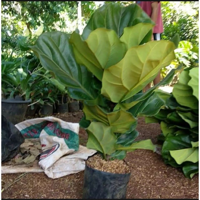 pohon ketapang biola / tanaman hias ketapang biola