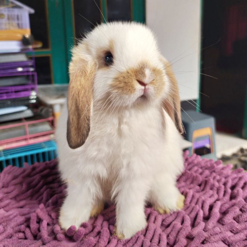 Kelinci Holland Lop