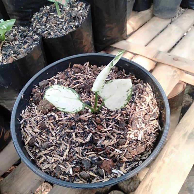 PROMO Tanaman hias Aglonema super white baby/ aglonema super white