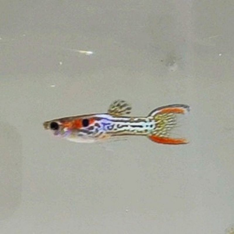 Ikan Hias Guppy Endler Mini Tiger Aquascape Aquarium