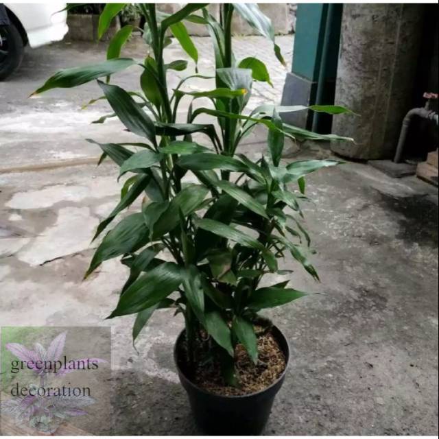 BISA COD Tanaman hias bunga hidup sri rejeki bambu hoki hijau rezeki pohon keberuntungan indoor air