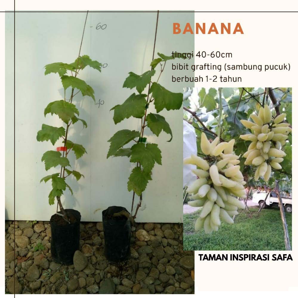 Bibit Anggur Import Banana Buah Genjah Lebat