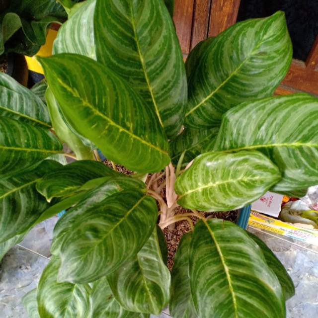 Aglonema Diven Silver Tips dan Trik Pertanian Aglonema Diven Silver Tips dan Trik Pertanian