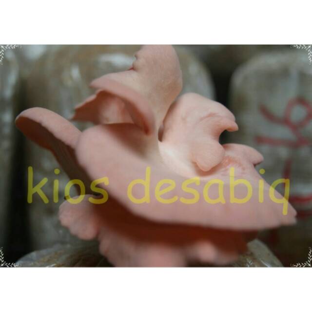 Bibit Jamur Tiram PINK F2 (Siap Tanam) - Wajib PRE-ORDER (15 Hari)
Minimal Order 6 Bibit