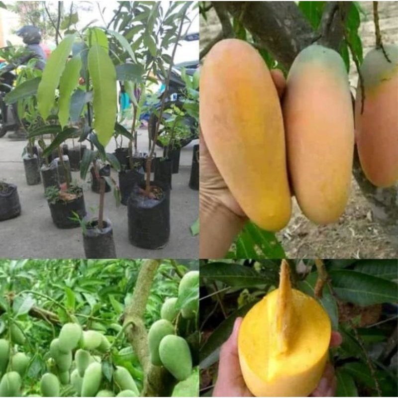 Bibit Mangga Chokanan Madu Okulasi