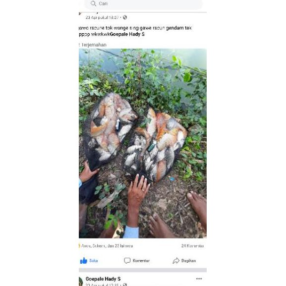 Paling Dicari.. ESSEN SEMAR NGREMES KEMBANG TANJUNG KHUSUS IKAN MAS DAN MANCING IKAN AIR TAWAR