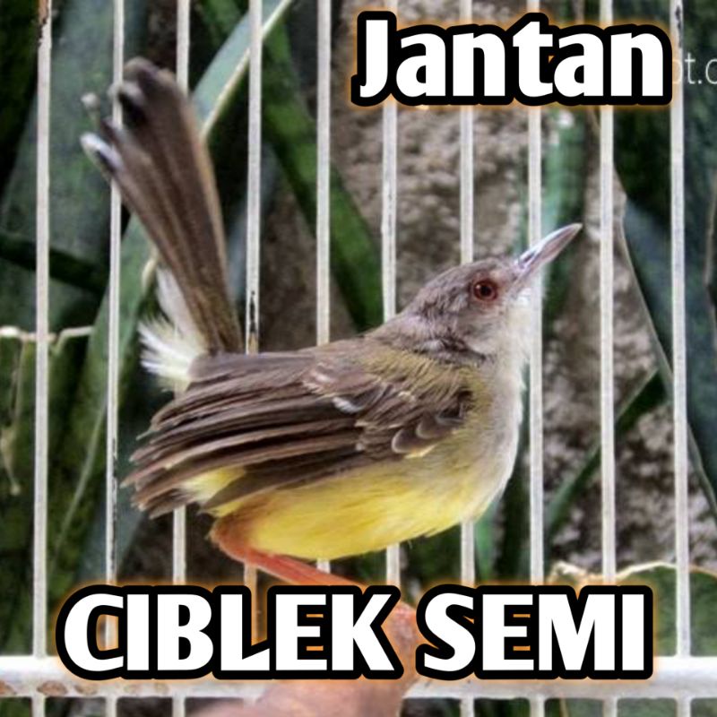 Burung Ciblek Semi atau cisem jantan bunyi bahan rawatan bukan ciblek gunung sawah