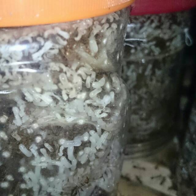 Bibit unggulan kroto super