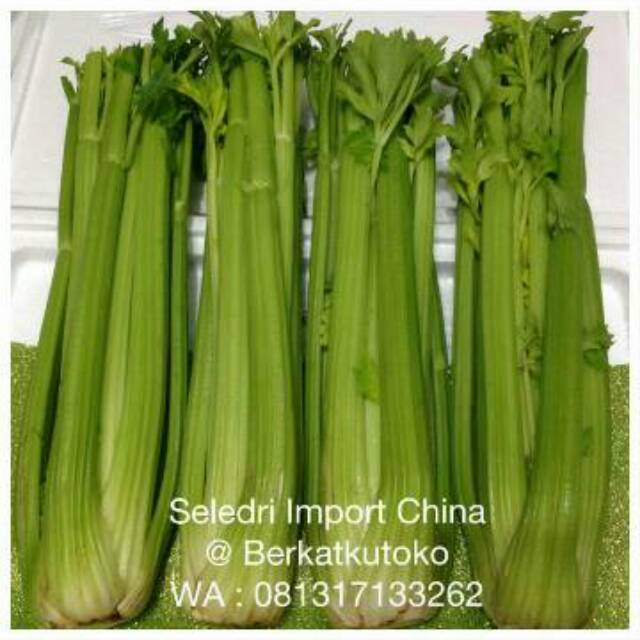 

Seledri Import China
