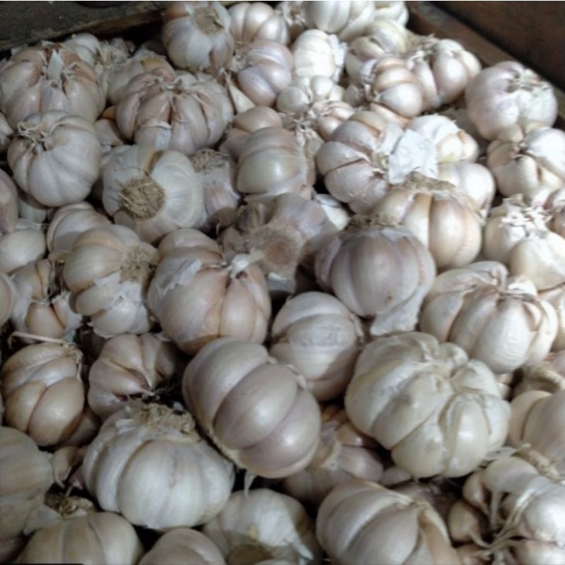 

bawang putih besar 1 kg