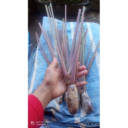 

sereh wangi 1kg sereh wulung