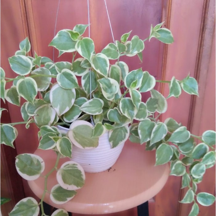 tanaman peperomia scandes variegata