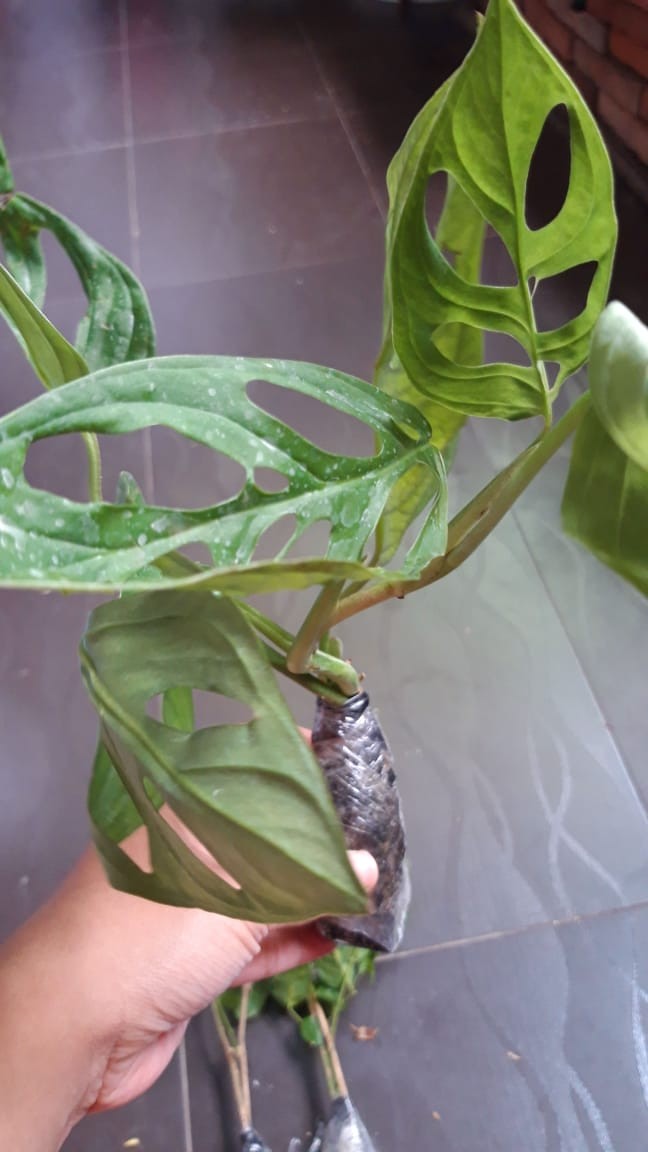  Tanaman  hias philodendron monstera obliqua janda  bolong  