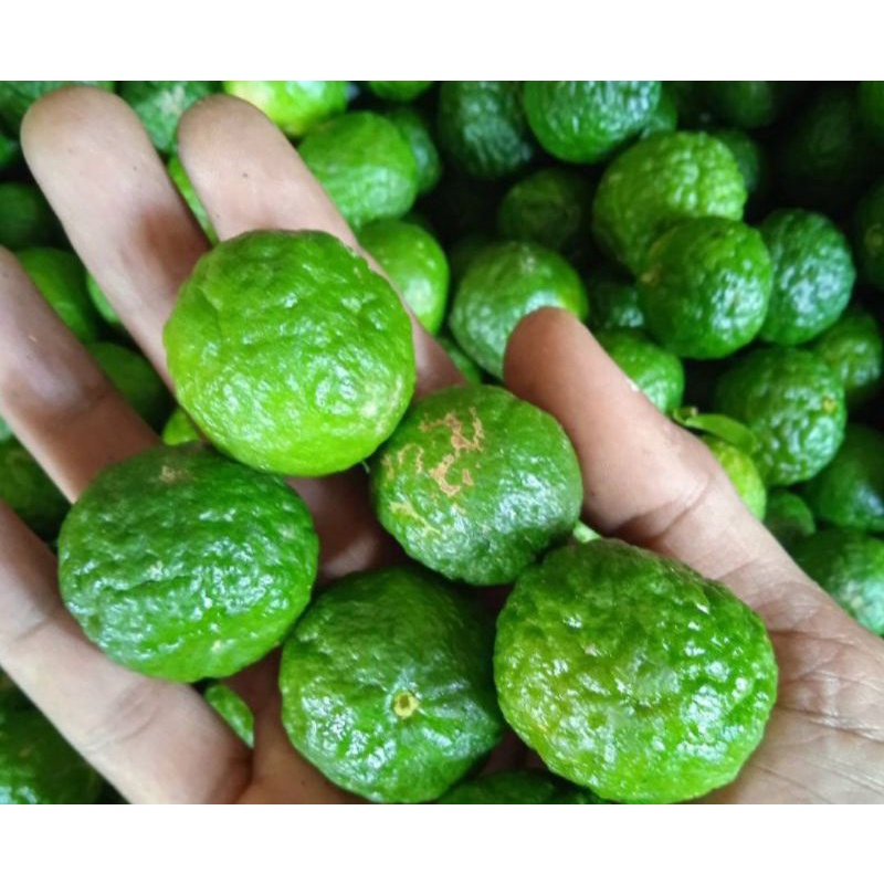 

jual jeruk limo fres petik dari kebun 1kgrm⭐⭐⭐⭐⭐