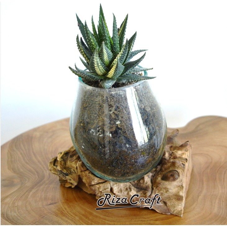 Hiasan Dekorasi Rumah Minimalis Pot Kaca Aquarium Akuarium Terrarium Mini Unik Bulat Kecil