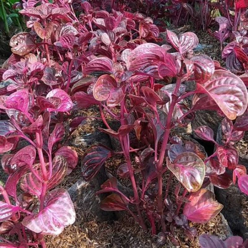 Tanaman hias bayam merah - tanaman bayam merah hias