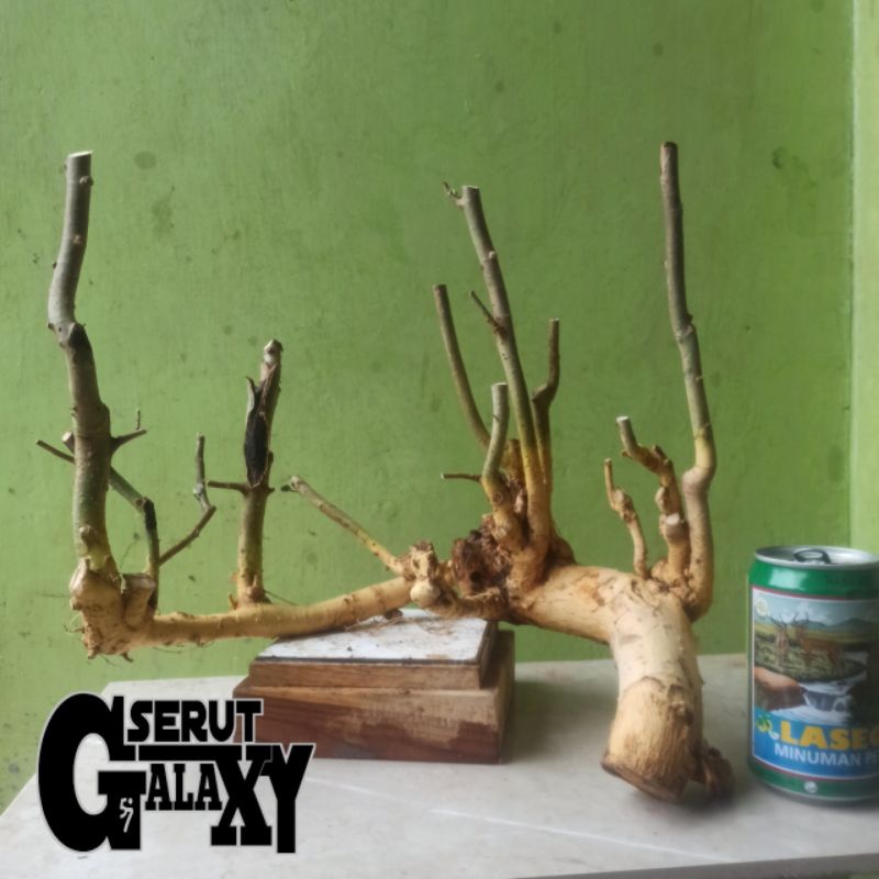 BAHAN BONSAI SERUT MINI RAFT (STREBLUS ASPER) TANAMAN HIAS DONGKELAN_BAHAN BONSAI DONGKELAN FRESS_BA
