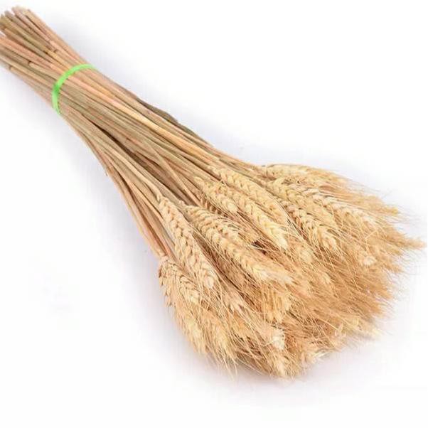 

[READY JKT] 3 pcs dried Wheat Gandum Coklat (IMPORT CHINA)