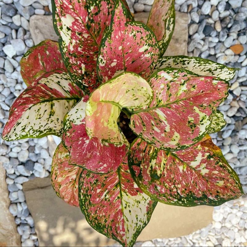 Tanaman hias aglonema tri color-aglaonema-tanaman hias hidup-tanaman bunga-tanaman hidup aglonema-ag