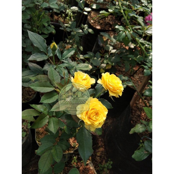 bunga mawar mini baby rose