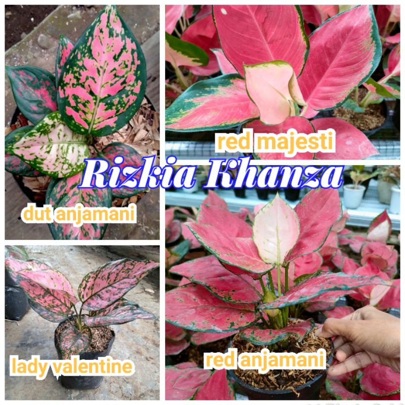 paket 4 jenis aglonema Termurah dan cantik