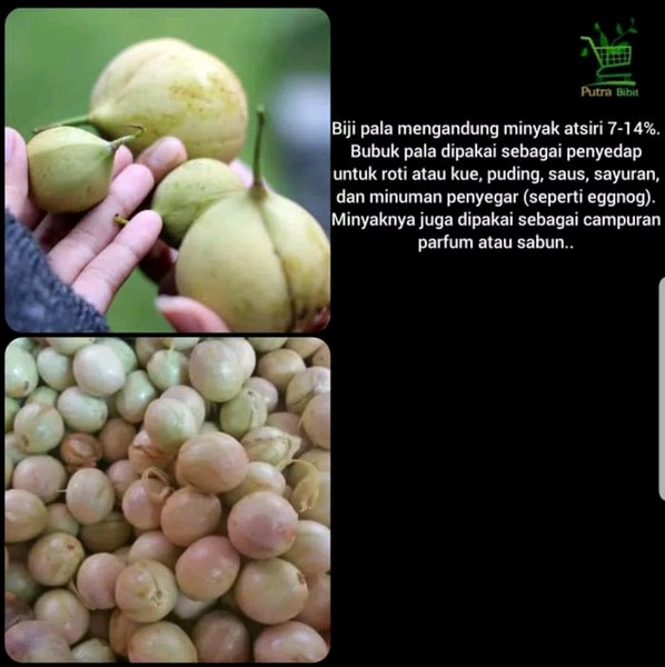 

Buah pala 1 kg