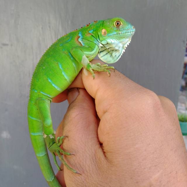 Green Iguana Non Cula Bahan Kontes.