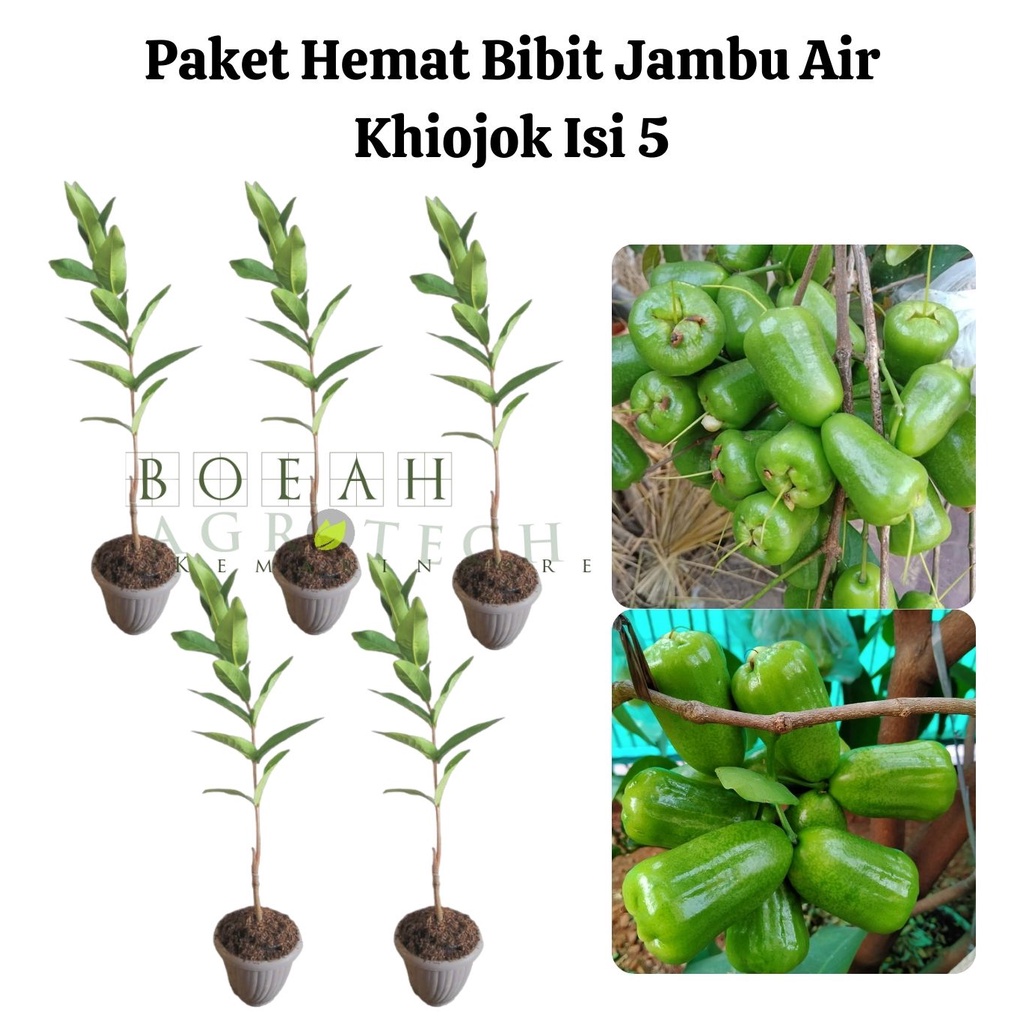 Paket Hemat Bibit Jambu Air Khiojok Okulasi Isi 5 Bonus Bibit Strawberry+Polibag