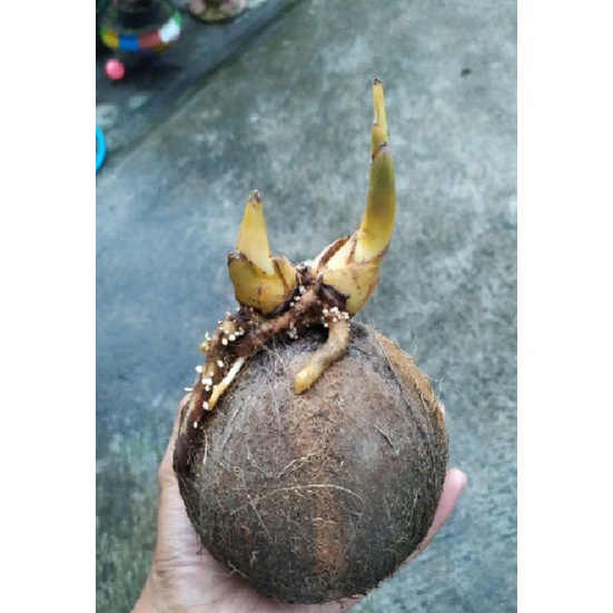 Jual kelapa tunas kembar Shopee Indonesia