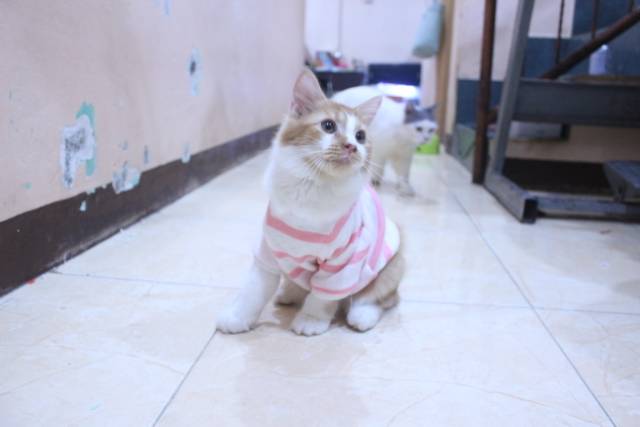 Baju rajut strip putih pink lucu untuk kucing dan anjing / baju kucing murah size S M L XL