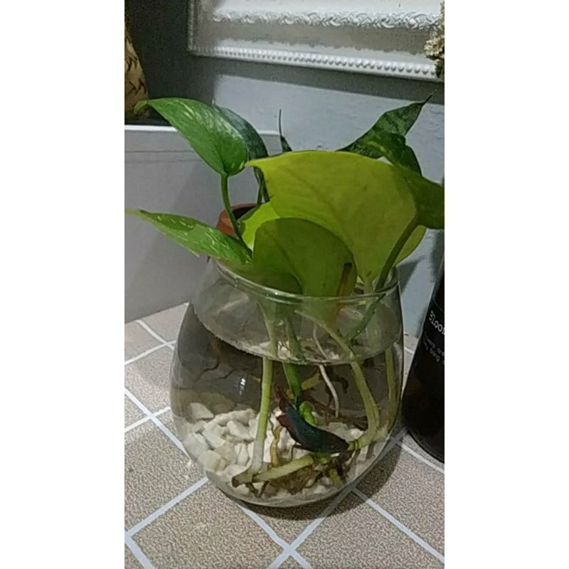 Aquarium cupang / tank cupang / Akuarium Ikan mini / aquascape mini / Akuarium mini / soliter cupang